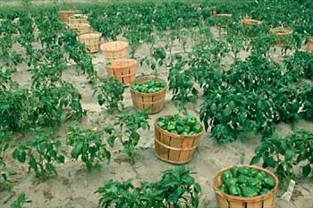Mikor és hogyan kell vetni paprika palántákat (paprika) Mikor és hogyan kell ültetni paprika palánták