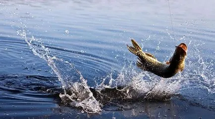 Amikor tavasszal kezd csipegessék csuka tippeket minden hónapban a tavasz halászat (tipp) Amikor tavasszal kezd csipegessék csuka tippeket minden tavaszi hónapok halászati