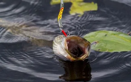 Amikor tavasszal kezd csipegessék csuka tippeket minden hónapban a tavasz halászat (tavasszal) Amikor tavasszal kezd csipegessék csuka tippeket minden tavaszi hónapok halászati