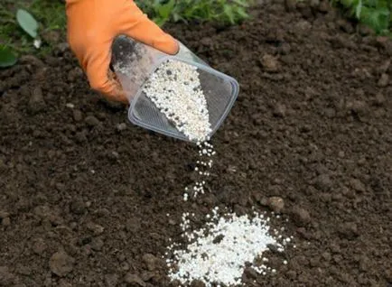 Ha ültetés daikon legjobb szakértői vélemények