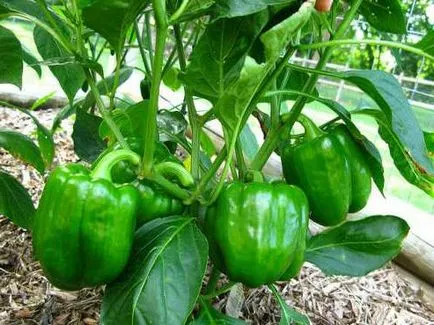 Mikor és hogyan kell vetni paprika palántákat (paprika) Mikor és hogyan kell ültetni paprika palánták