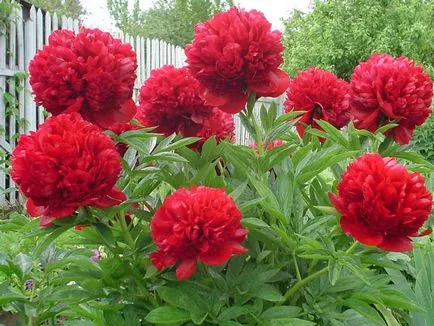 Amikor a növény peonies -, amikor az átültetett peonies (növény) Amikor a növény bazsarózsa - amikor átültetett bazsarózsák