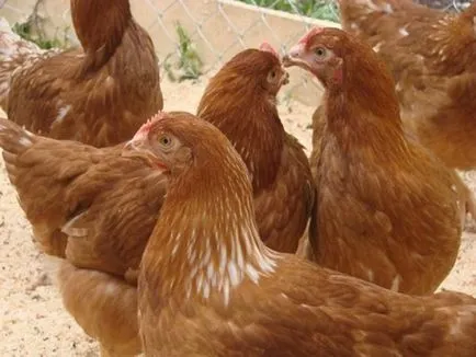Amikor az emberek elkezdenek rohanni csirkék jércék (tojás, hús és tojás, hús fajták)
