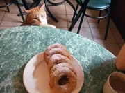 Kotokafe Budapest - kávézó macskák Szentpéterváron