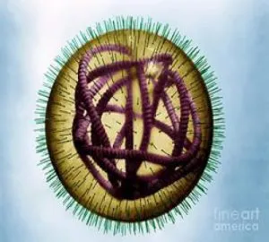 Kanyaró immunitás - főleg vírus, a formáció a mentelmi