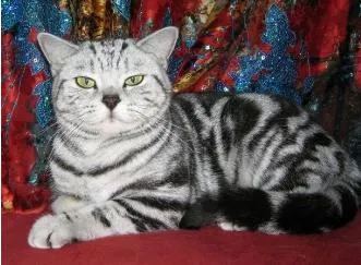 Macskák reklám Whiskas tenyészteni brit