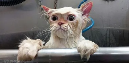 Cat Cat megkérdezi tőle, hogy nyugodt a pénzt otthon (kérdezzen) Cat Cat megkérdezi tőle, hogy nyugodt a pénzt otthon