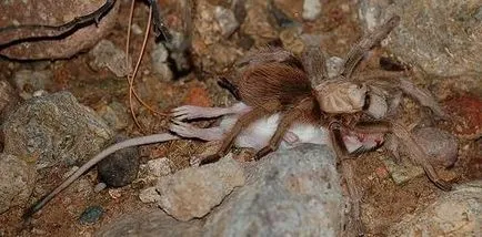 Etetés pókok ptitseedov mint megetetni a pók, mint egy pók gyakran táplálkoznak, etetés pók, eszik (feed) Etetés pókok tarantula pók amit a takarmány, hogy milyen gyakran kell etetni a pók etetés pók, amelyik megeszi