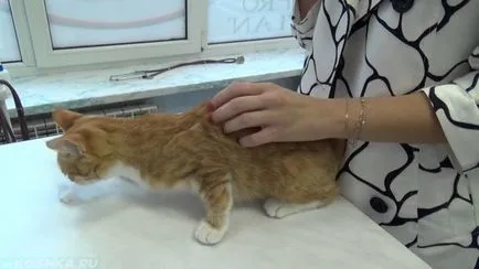 Cat Cat megkérdezi tőle, hogy nyugodt a pénzt otthon (megnyugtatja) Cat Cat megkérdezi tőle, hogy nyugodt a pénzt otthon
