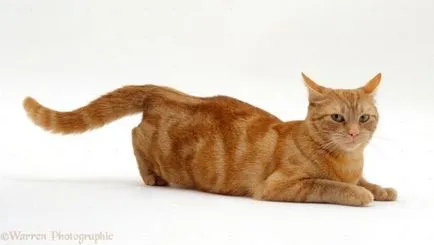 Cat Cat megkérdezi tőle, hogy nyugodt a pénzt otthon (kérdezzen) Cat Cat megkérdezi tőle, hogy nyugodt a pénzt otthon