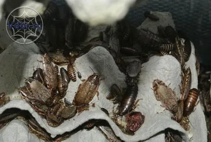 Etetés pókok ptitseedov mint megetetni a pók, mint egy pók gyakran táplálkoznak, etetés pók, eszik (ptitseedov) Etetés pókok tarantula pók amit a takarmány, hogy milyen gyakran kell etetni a pók etetés pók, amelyik megeszi
