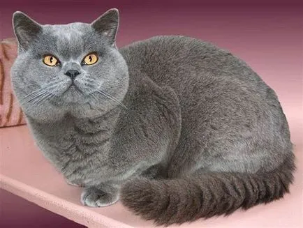 Kutyák és macskák a leginkább legjobban! (Cat egy macska) Kutyák és macskák a leginkább legjobban!