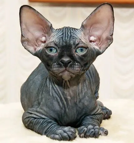 Kutyák és macskák a leginkább legjobban! (Cat egy macska) Kutyák és macskák a leginkább legjobban!