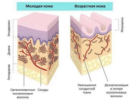 Arckrém kollagénnel hatékonyságáról vélemények