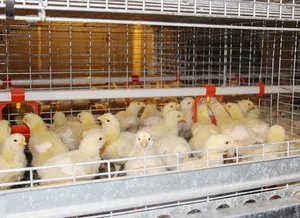 Csirkék Broilers karbantartása és takarmányozási hús baromfi fajtája