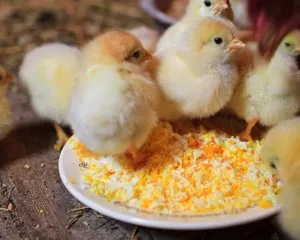 Csirkék Broilers karbantartása és takarmányozási hús baromfi fajtája