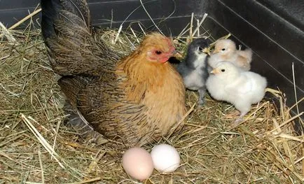 Csirke hen (Kvočka), mint ül a tojásokon, tartás, gondozás (tyúk) Csirke hen (Kvočka), mint ül a tojásokon, tartása, gondozása