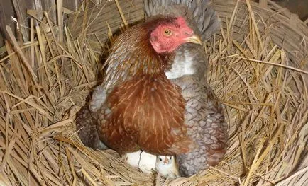 Csirke hen (Kvočka), mint ül a tojásokon, tartás, gondozás (Kvočka) Csirke hen (Kvočka), mint ül a tojásokon, tartása, gondozása