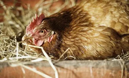 Csirke hen (Kvočka), mint ül a tojásokon, tartása, gondozása (sokkal) Csirke hen (Kvočka), mint ül a tojásokon, tartása, gondozása
