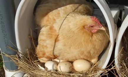 Csirke hen (Kvočka), mint ül a tojásokon, tartása, gondozása (sokkal) Csirke hen (Kvočka), mint ül a tojásokon, tartása, gondozása