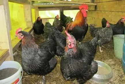 Maran csirkék tenyészteni leírás, fajok és fotók