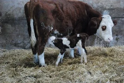 Kezelés paresis tehén tüneteket, a megelőzés (paresis) Kezelése paresis tehenek tünetek, megelőzés