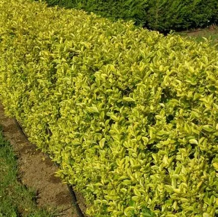 Cserje Ligustrum vulgare fotó, ültetés és gondozás, fajták