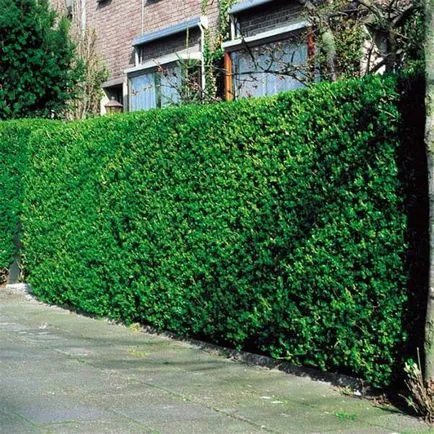 Cserje Ligustrum vulgare fotó, ültetés és gondozás, fajták