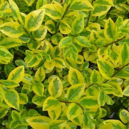 Cserje Ligustrum vulgare fotó, ültetés és gondozás, fajták