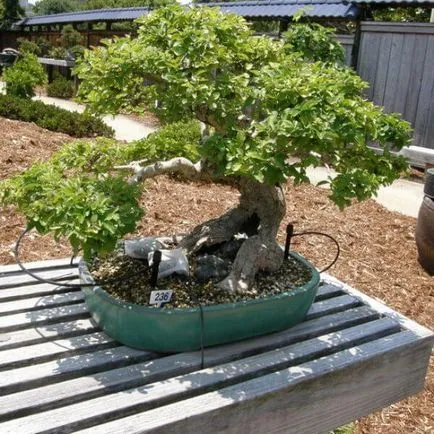 Cserje Ligustrum vulgare fotó, ültetés és gondozás, fajták