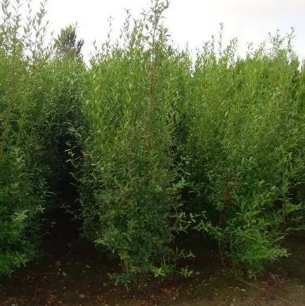 Cserje Ligustrum vulgare fotó, ültetés és gondozás, fajták