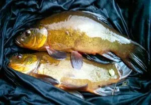 Tench halászat tavasszal - alkatrészek és csali (tavaszi) Tench halászat tavasszal - alkatrészek és csali