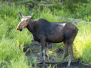 Elk - ez