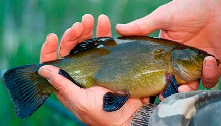 Tench halászat májusban az úszó rúd - Tackle, csali és horgászfelszerelés (lin) Tench halászat májusban az úszó rúd - Tackle, csali és horgászfelszerelés