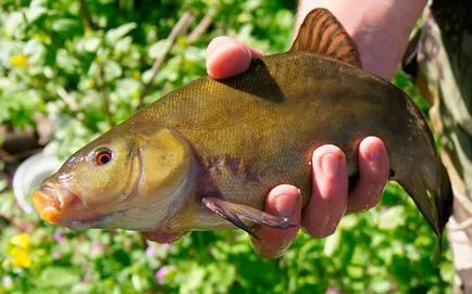 Tench halászat májusban az úszó rúd - Tackle, csali és horgászfelszerelés (lin) Tench halászat májusban az úszó rúd - Tackle, csali és horgászfelszerelés