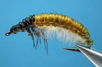 Lárva Caddis leírás, élőhelyek és reprodukciós (leírás) Caddis lárva leírás, élőhelyek és a reprodukciós