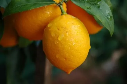 Lemon otthon