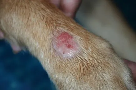 Ótvar a kutyák tünetei, hogyan kell kezelni, fotó és videó