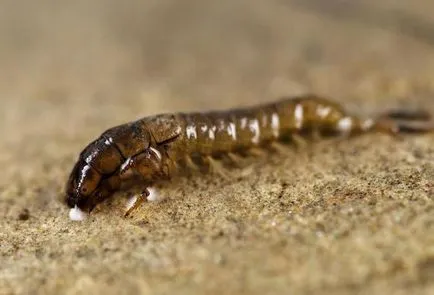 Lárva Caddis leírás, élőhelyek és reprodukciós (Caddis) Caddis lárva leírás, élőhelyek és a reprodukciós
