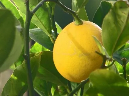 Lemon otthon