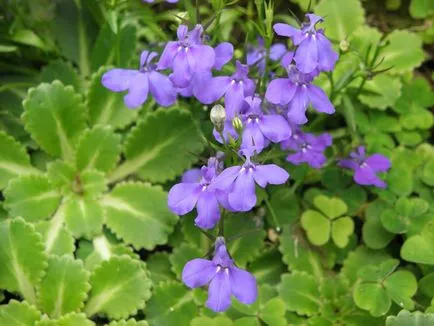 Lobelia kardforgatás és ültető otthon