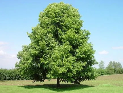 Tilia cordata - tünetek és kezelés a népi jogorvoslati otthon