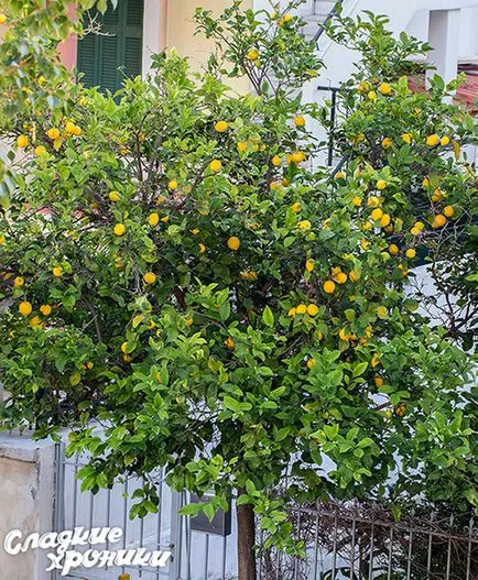 Lemon Kurd egyetlen igaz lépésről lépésre recept fotók (recept) Lemon Kurd egyetlen igaz lépésről lépésre recept fotók