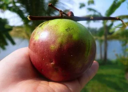 Gyümölcsök, mint az Apple Gyümölcsök, mint az Apple