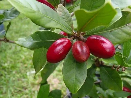 Gyümölcsök, mint az Apple Gyümölcsök, mint az Apple