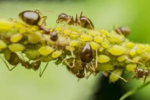 Szeretem a kertben blog kertészek és gazdák, kamionosok, szerelmesek földjük 2 (ventilátor) Szeretem a kertben blog kertészek és gazdák, kamionosok, földjüket szerelmesek 2