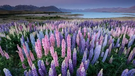 Lupin évelő növekvő magról, telepítése és karbantartása, fotó (mag) Lupin évelő növekvő magról, telepítése és karbantartása, fotó