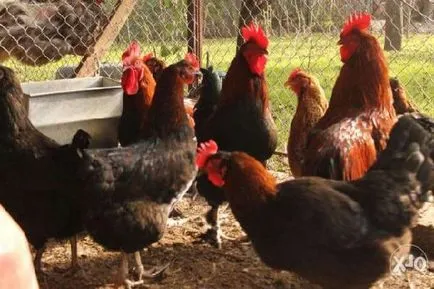 Maran fajta csirkék - Easter leírás, képek és videó (Maran) Maran fajta csirkék - Easter leírás, képek és videó