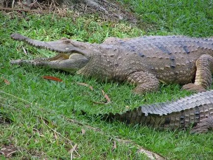 Kevéssé ismert faj krokodilok (krokodil) Kevéssé ismert faj krokodilok
