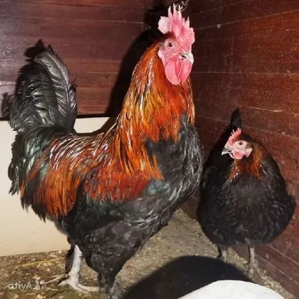 Maran fajta csirkék - Easter leírás, képek és videó (Maran tyúkok tenyészteni) Maran fajta csirkék - Easter leírás, képek és videó